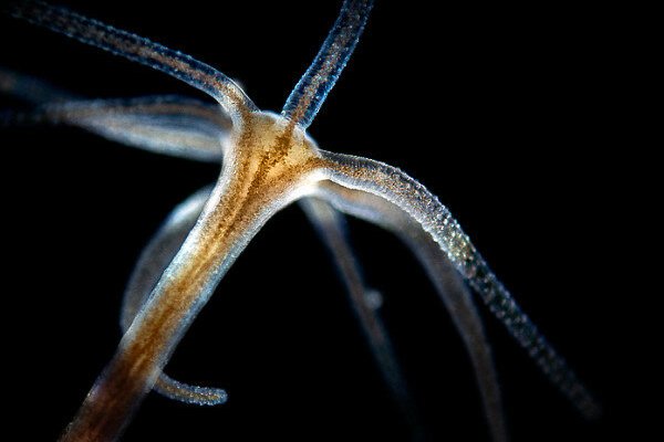Kraken рабочий